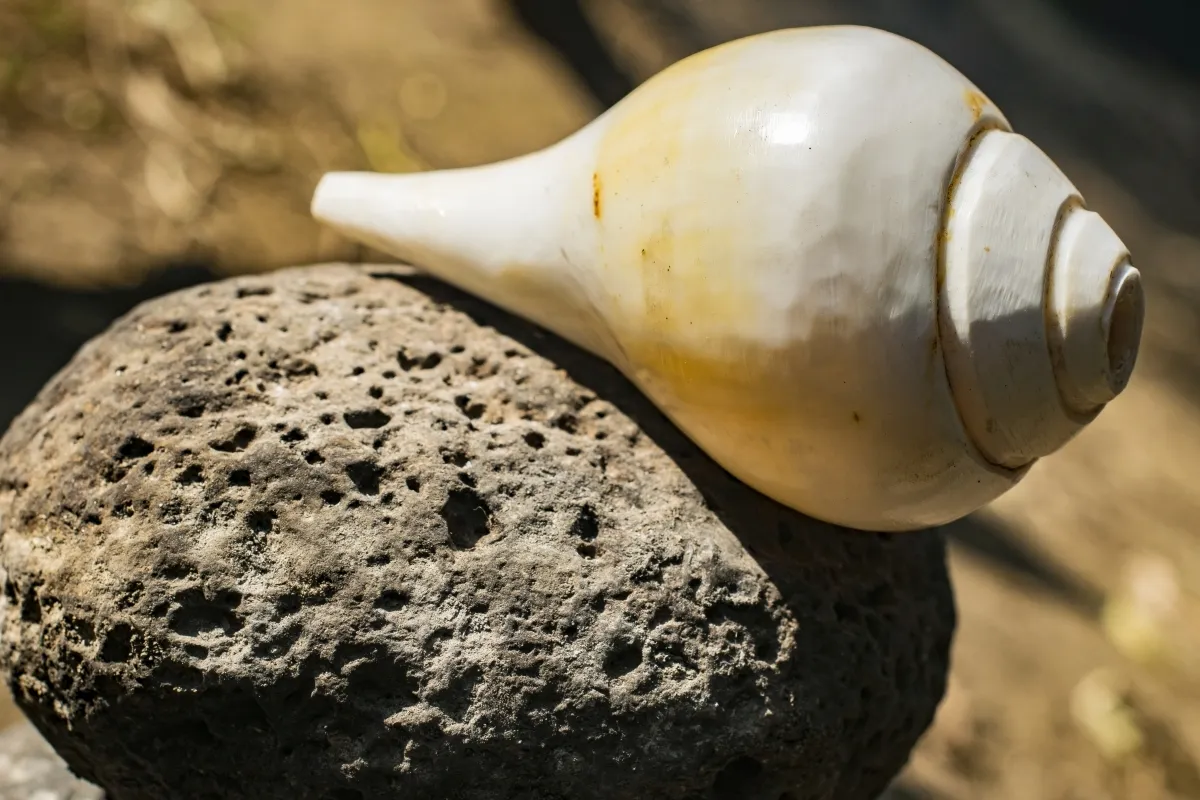 White seashell resting on a dark porous rock